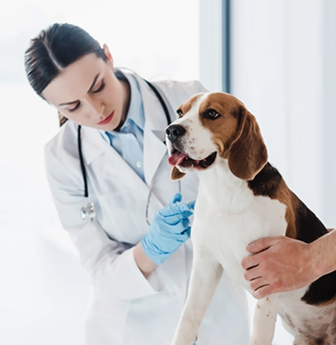 Sivrihisar Veteriner